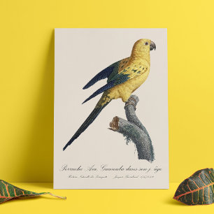 Young Sun Parakeet or Conure Aratinga solstitialis Metal Print