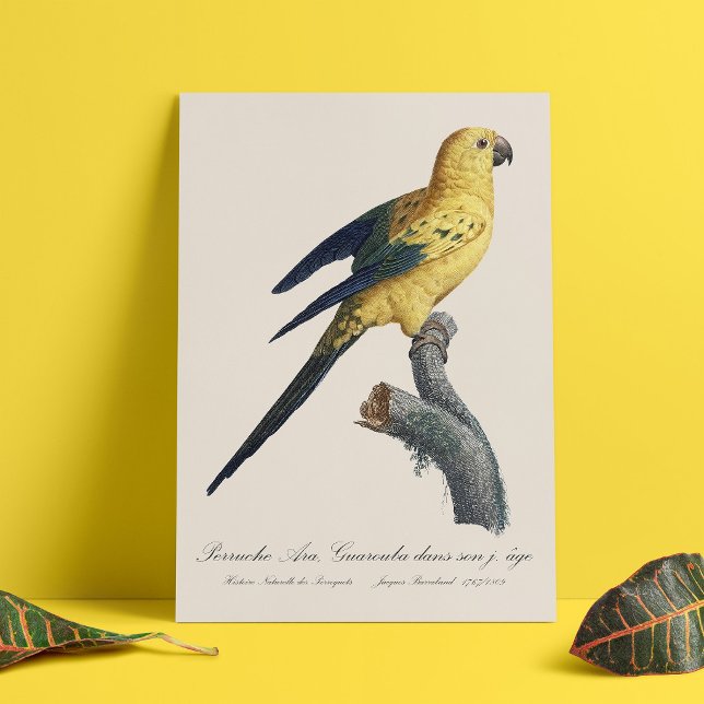 Young Sun Parakeet or Conure Aratinga solstitialis Metal Print (Guarouba dans sons jeune age / Sun parakeet or sun. Metal Print)