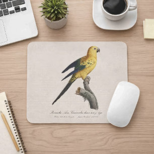 Young Sun Parakeet or Conure Aratinga solstitialis Mouse Pad