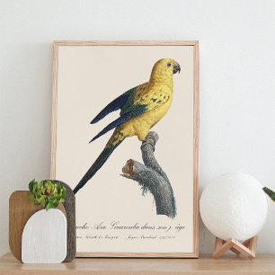 Young Sun Parakeet or Conure Aratinga solstitialis Photo Print
