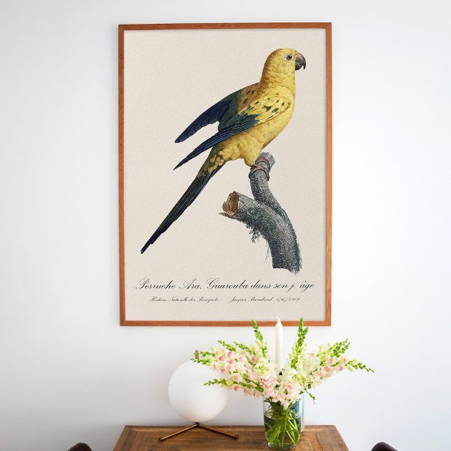 Young Sun Parakeet or Conure Aratinga solstitialis Poster (Guarouba dans sons jeune age / Sun parakeet. Poster)