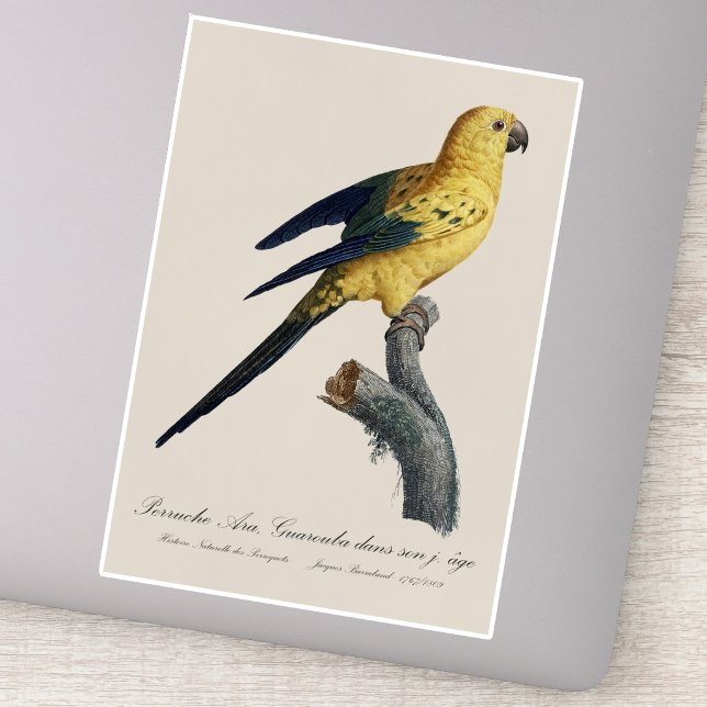 Young Sun Parakeet or Conure Aratinga solstitialis Sticker (Guarouba dans sons jeune age / Sun parakeet. Sticker)