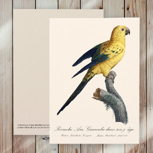 Young Sun Parakeet or Conure Aratinga solstitialis Thank You Card