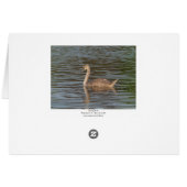 Young Swan (Back Horizontal)
