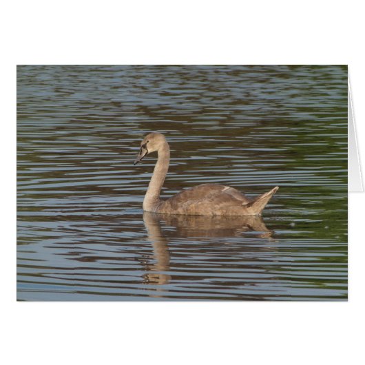 Young Swan (Front Horizontal)