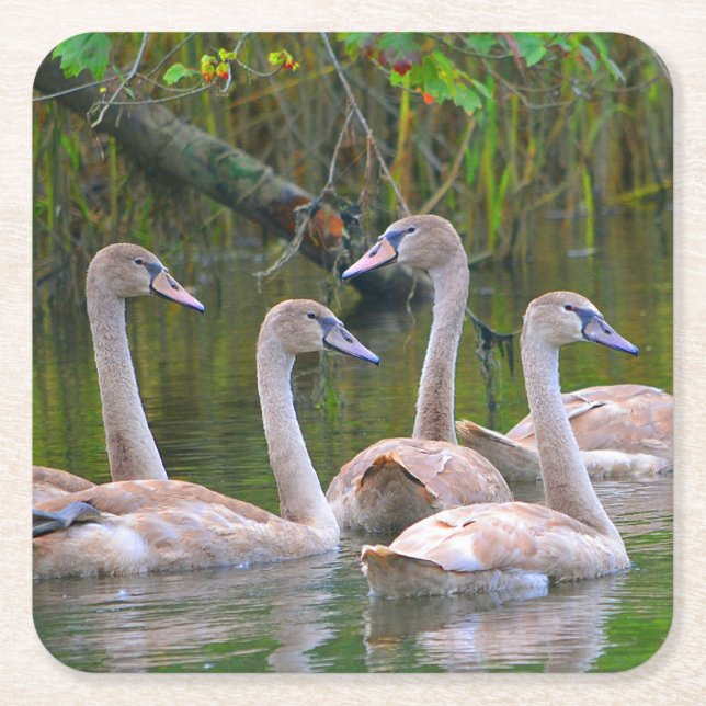 Young Swan Party Coaster (Front)