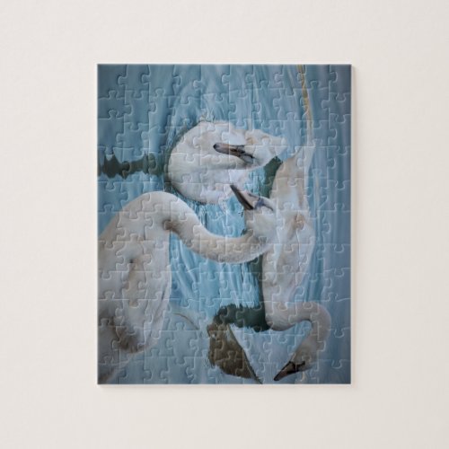 Young Swans Annecy France Jigsaw Puzzle