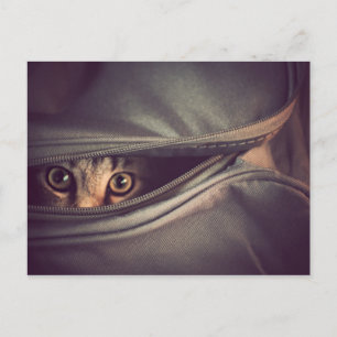 Young Tabby Kitten Postcard
