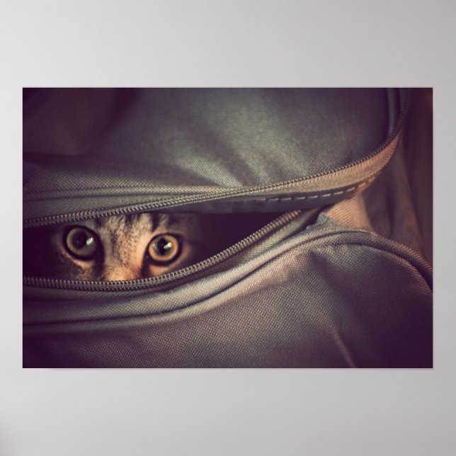 Young Tabby Kitten Poster (Front)