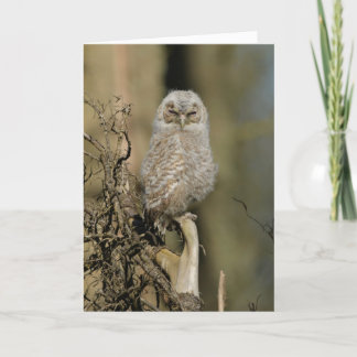 Young tawny owl card