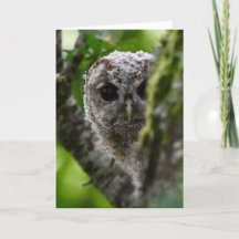Young tawny owl