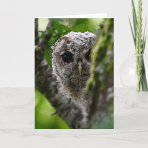 Young tawny owl card