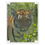 Young Tiger Cub Temporary Tattoos