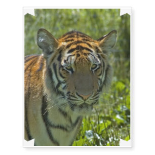 Young Tiger Cub Temporary Tattoos
