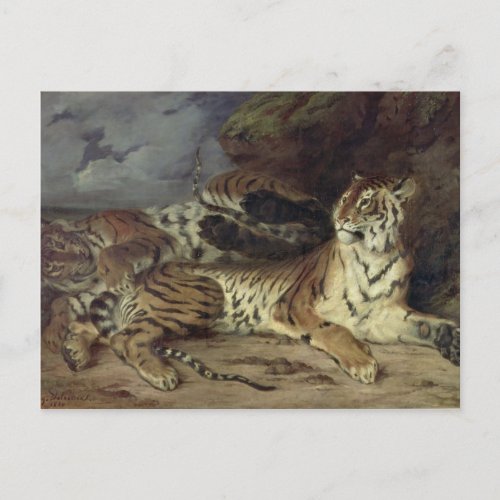 Young tiger playing with his mother 1830 oil on postcard