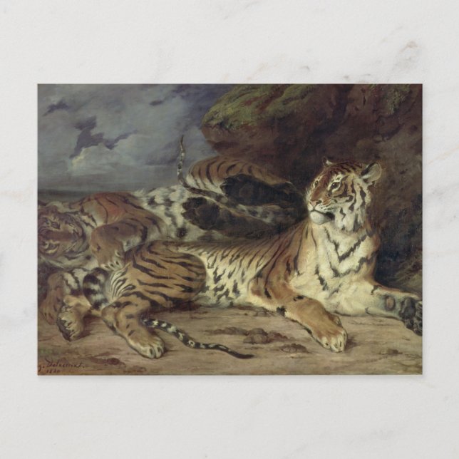 Young tiger playing with his mother, 1830 (oil on postcard (Front)