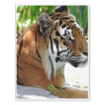 Young Tiger Temporary Tattoos