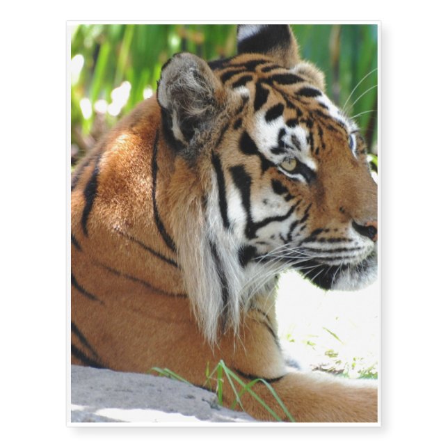 Young Tiger Temporary Tattoos (Front)