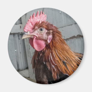 Young Welsummer Rooster Chicken Magnet