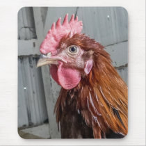 Young Welsummer Rooster Chicken Mouse Pad
