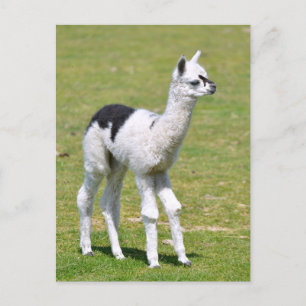 Young white an black alpaca postcard