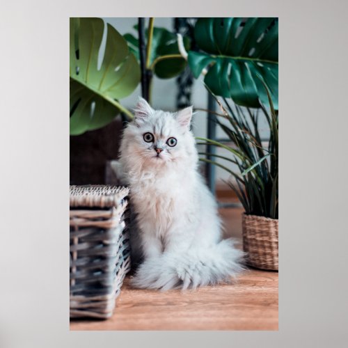 Young White Persian Cat Sitting With Plants Poster
