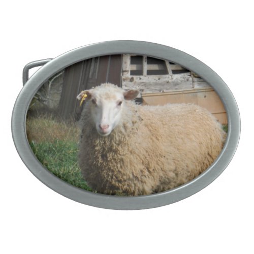 Young White Sheep on the Farm Belt Buckle