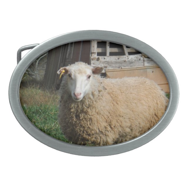 Young White Sheep on the Farm Belt Buckle (Front)