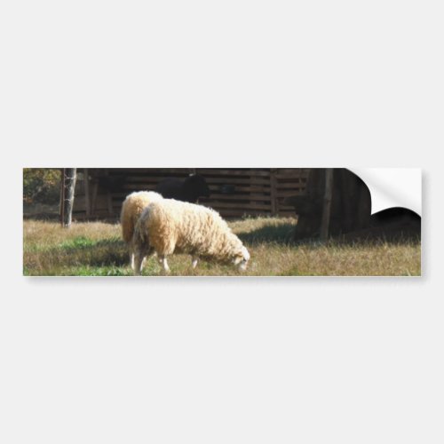Young White Sheep on the Farm Bumper Sticker