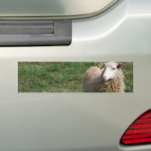 Young White Sheep on the Farm Bumper Sticker (On Car)