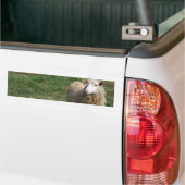 Young White Sheep on the Farm Bumper Sticker (On Truck)