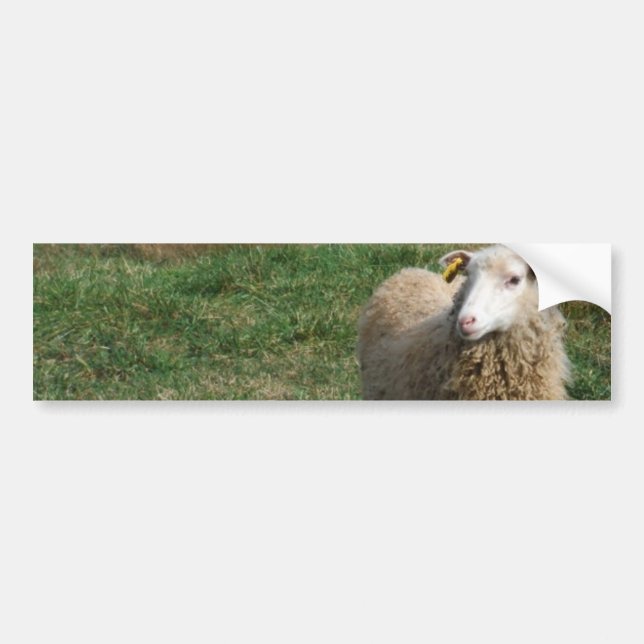 Young White Sheep on the Farm Bumper Sticker (Front)