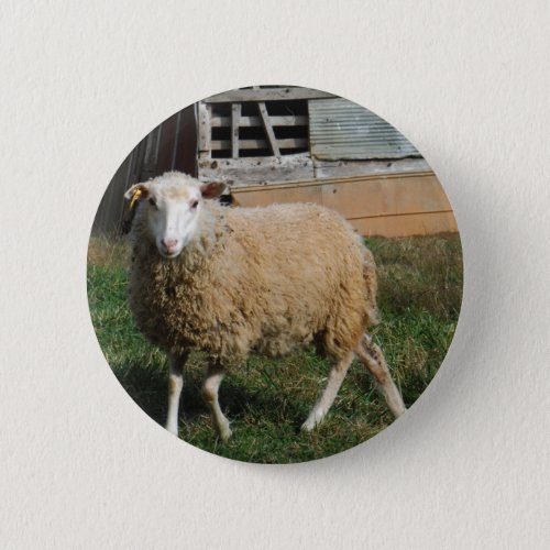 Young White Sheep on the Farm Button