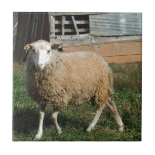 Young White Sheep on the Farm Ceramic Tile