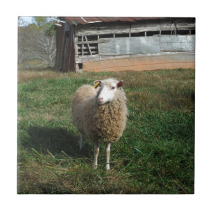 Young White Sheep on the Farm Ceramic Tile