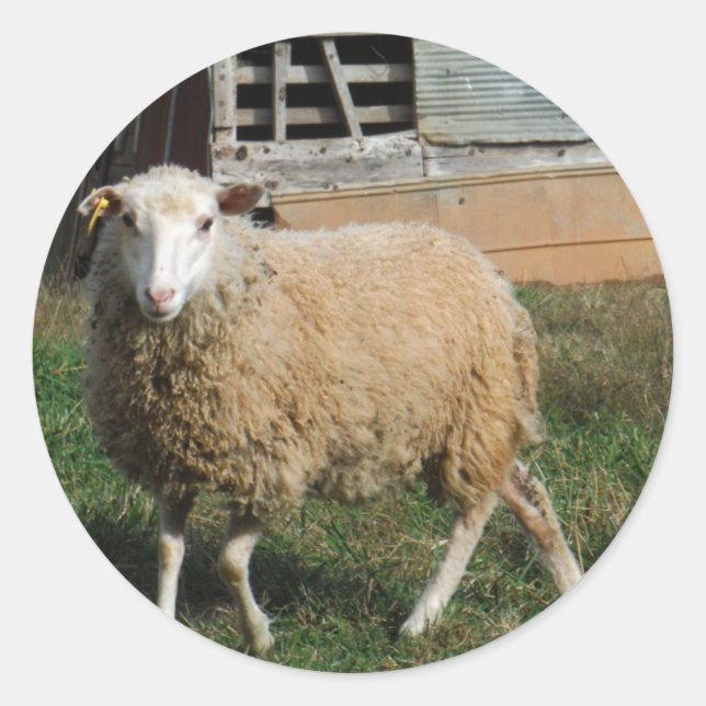 Young White Sheep on the Farm Classic Round Sticker (Front)