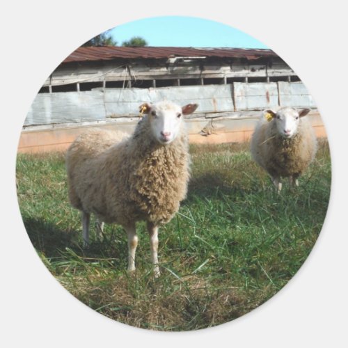 Young White Sheep on the Farm Classic Round Sticker