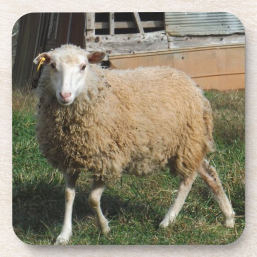 Young White Sheep on the Farm Coaster