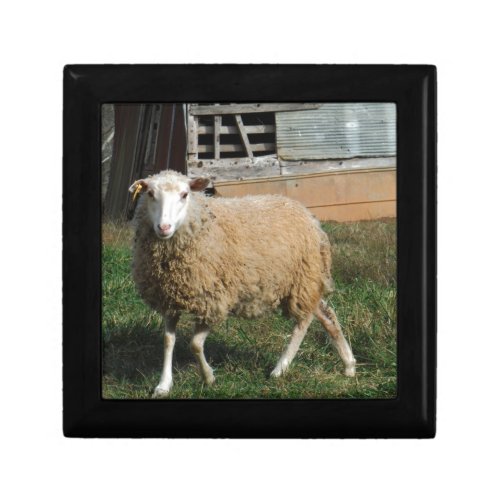 Young White Sheep on the Farm Gift Box