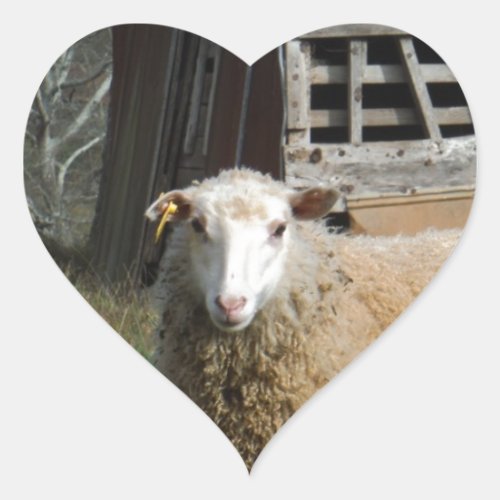 Young White Sheep on the Farm Heart Sticker