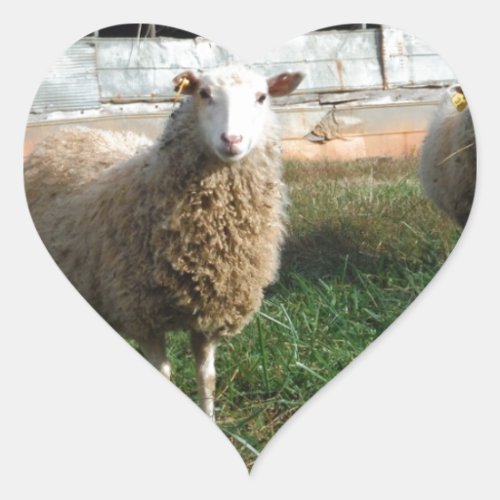 Young White Sheep on the Farm Heart Sticker