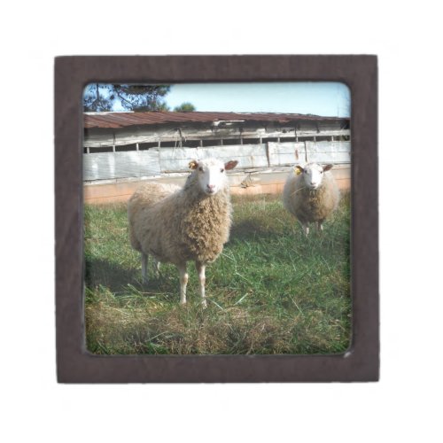 Young White Sheep on the Farm Jewelry Box