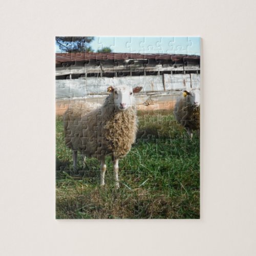 Young White Sheep on the Farm Jigsaw Puzzle