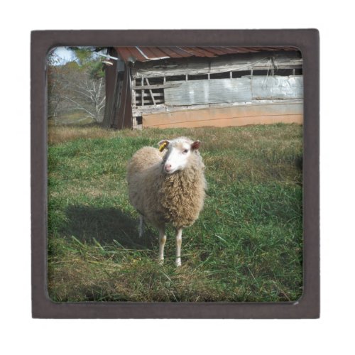 Young White Sheep on the Farm Keepsake Box