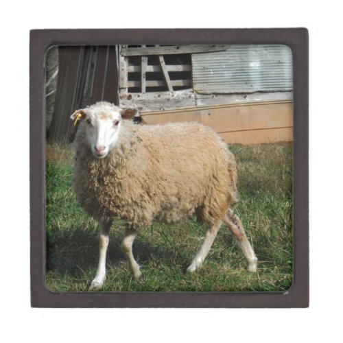 Young White Sheep on the Farm Keepsake Box