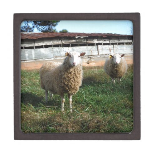 Young White Sheep on the Farm Keepsake Box