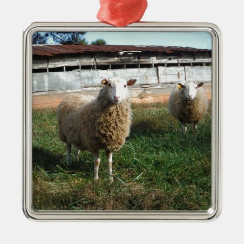 Young White Sheep on the Farm Metal Ornament