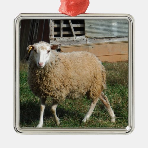 Young White Sheep on the Farm Metal Ornament