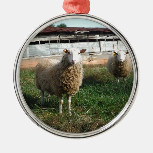 Young White Sheep on the Farm Metal Ornament