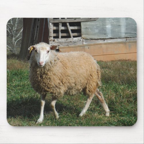 Young White Sheep on the Farm Mouse Pad